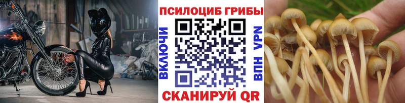 купить закладку  Заволжск  Псилоцибиновые грибы GOLDEN TEACHER 